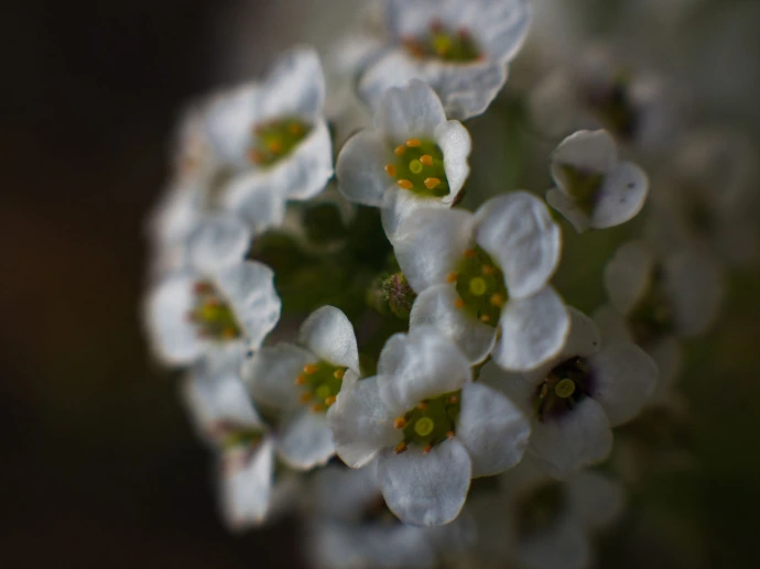 macro fleur